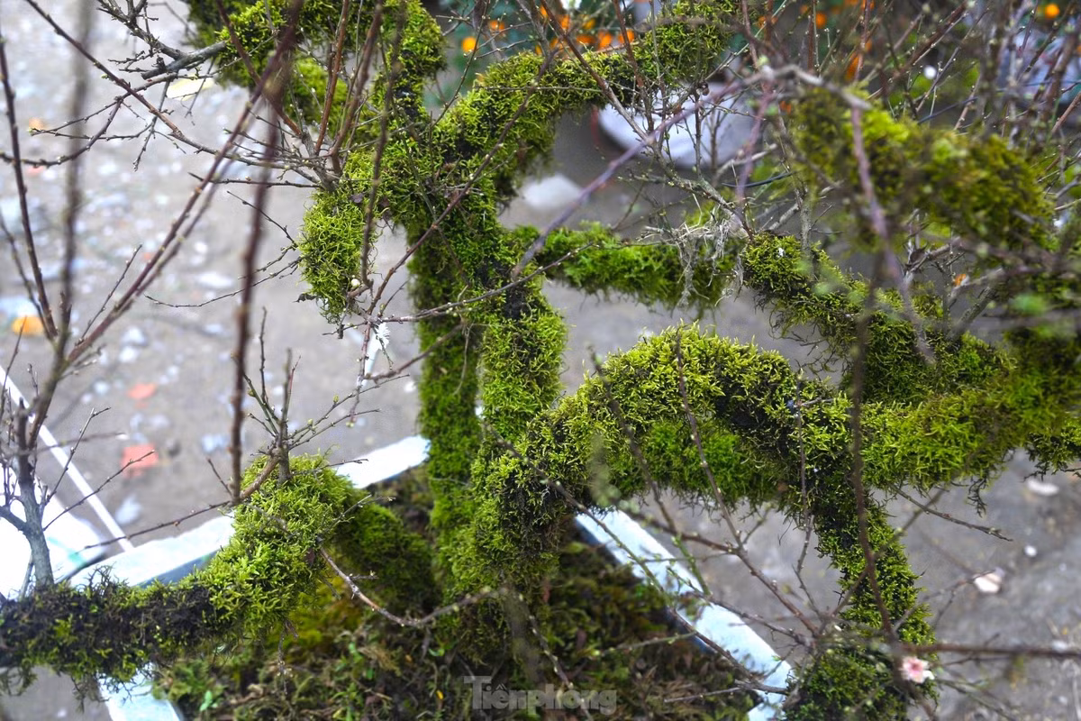 Nhất chi mai cổ thụ có thế đẹp gây ấn tượng với người đi đường.