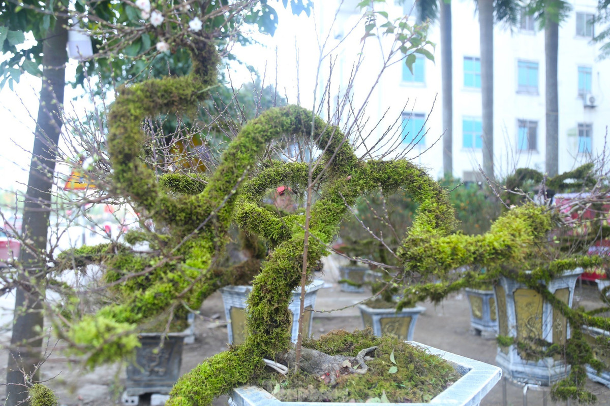 Anh Phan Quốc Toản (SN 1991), chủ nhân của những cây nhất chi mai này cho biết, dịp Tết Nguyên đán 2023, anh nhập gần 100 gốc nhất chi mai từ Sa Pa về trưng bán dịp Tết tại hai tỉnh Nghệ An và Hà Tĩnh.