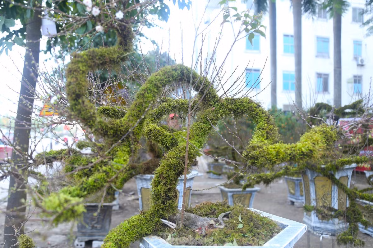 Anh Phan Quốc Toản (SN 1991), chủ nhân của những cây nhất chi mai này cho biết, dịp Tết Nguyên đán 2023, anh nhập gần 100 gốc nhất chi mai từ Sa Pa về trưng bán dịp Tết tại hai tỉnh Nghệ An và Hà Tĩnh.