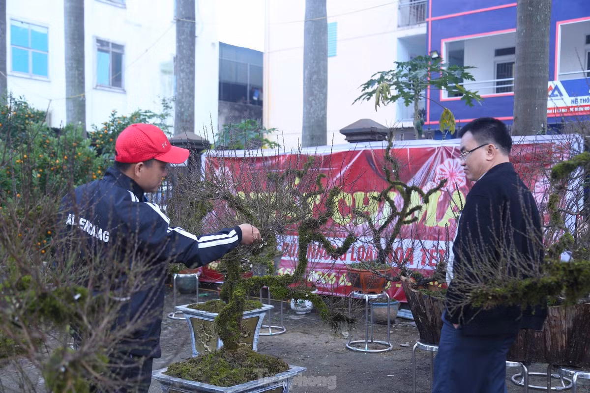 Dù không hề rẻ nhưng nhất chi mai vẫn hút khách mua.