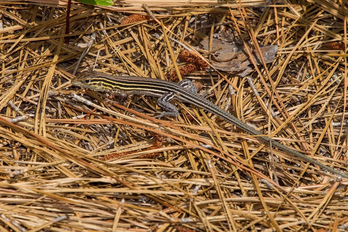 Chiếc đuôi dài của chúng hình thành từ quá trình tiến hóa, có vai trò hỗ trợ khi leo trèo hoặc di chuyển nhanh qua các chỗ cỏ cao, rậm hoặc các cành cây rời rạc. Ảnh: NatureWatch.