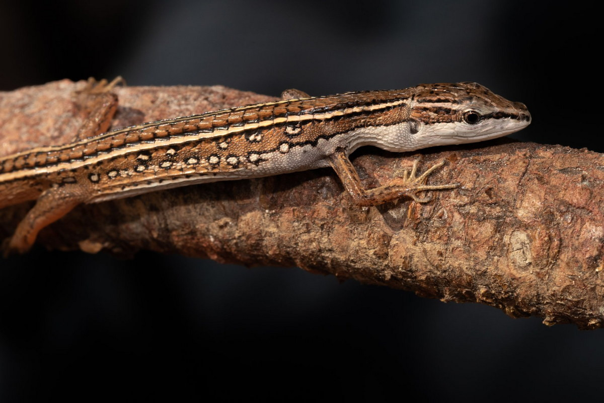 Cơ thể loài bò sát này thon dài, phần bụng màu trắng, kem hoặc xanh nhạt, lưng màu nâu hoặc màu be, thường được tô điểm bằng các sọc và đốm màu nâu vàng với nhiều sắc đậm nhạt khác nhau. Ảnh: Wildcreatures Hong Kong.