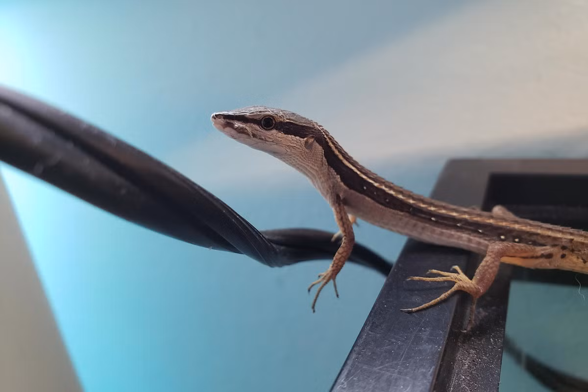 Trong khi đó, tại các quốc gia Âu Mỹ, liu điu lại được nhiều người nuôi làm sinh vật cảnh vì màu sắc đẹp và chiếc đuôi dài độc đáo. Chúng khá dễ nuôi, với thức ăn là các côn trùng nhỏ như ruồi muỗi. Ảnh: Reddid.