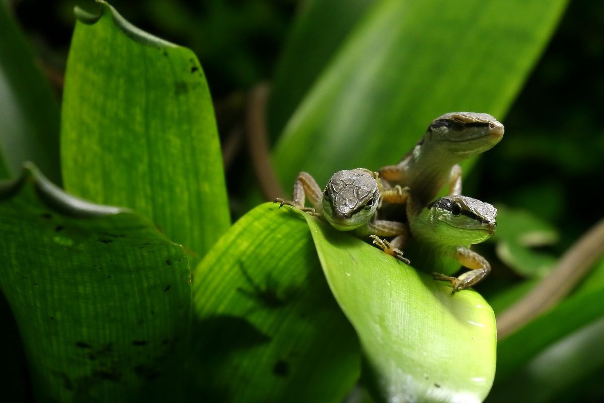 Trong văn hóa dân gian Việt Nam, liu điu xuất hiện trong câu tục ngữ được nhiều người Việt biết đến: “Trứng rồng lại nở ra rồng / Liu điu lại nở ra dòng liu điu”. Ảnh: Nausicaa.
