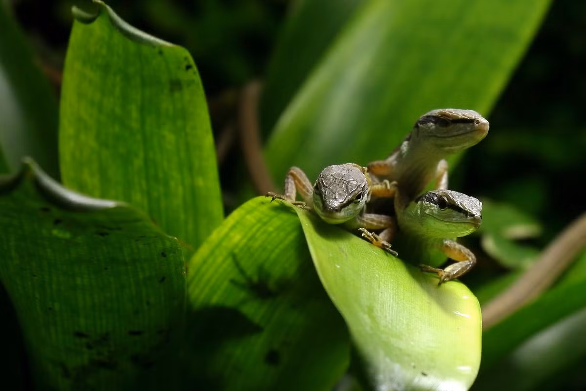 Trong văn hóa dân gian Việt Nam, liu điu xuất hiện trong câu tục ngữ được nhiều người Việt biết đến: “Trứng rồng lại nở ra rồng / Liu điu lại nở ra dòng liu điu”. Ảnh: Nausicaa.