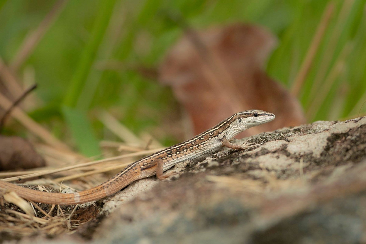 Liu điu là loài bò sát khá phổ biến ở Việt Nam. Chúng được ghi nhận từ các tỉnh miền núi phía Bắc cho đến vùng Đông Nam Bộ. Ảnh: Wildcreatures Hong Kong.