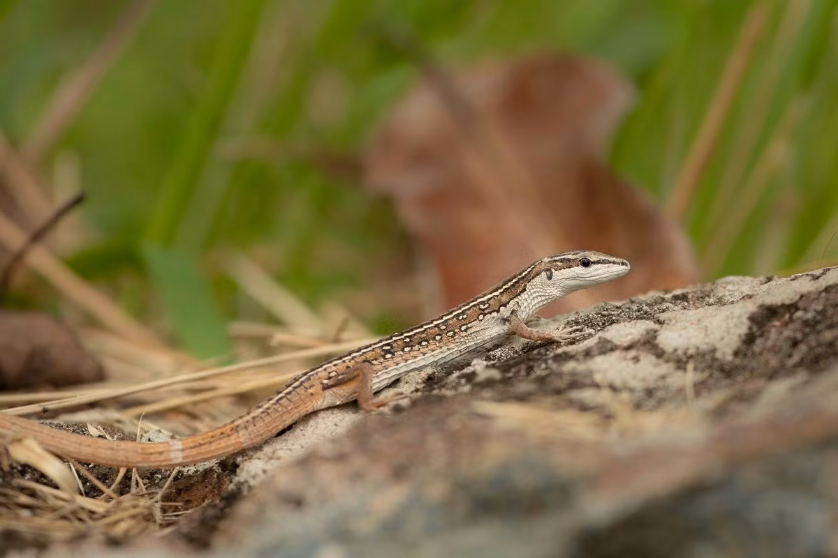 Liu điu là loài bò sát khá phổ biến ở Việt Nam. Chúng được ghi nhận từ các tỉnh miền núi phía Bắc cho đến vùng Đông Nam Bộ. Ảnh: Wildcreatures Hong Kong.
