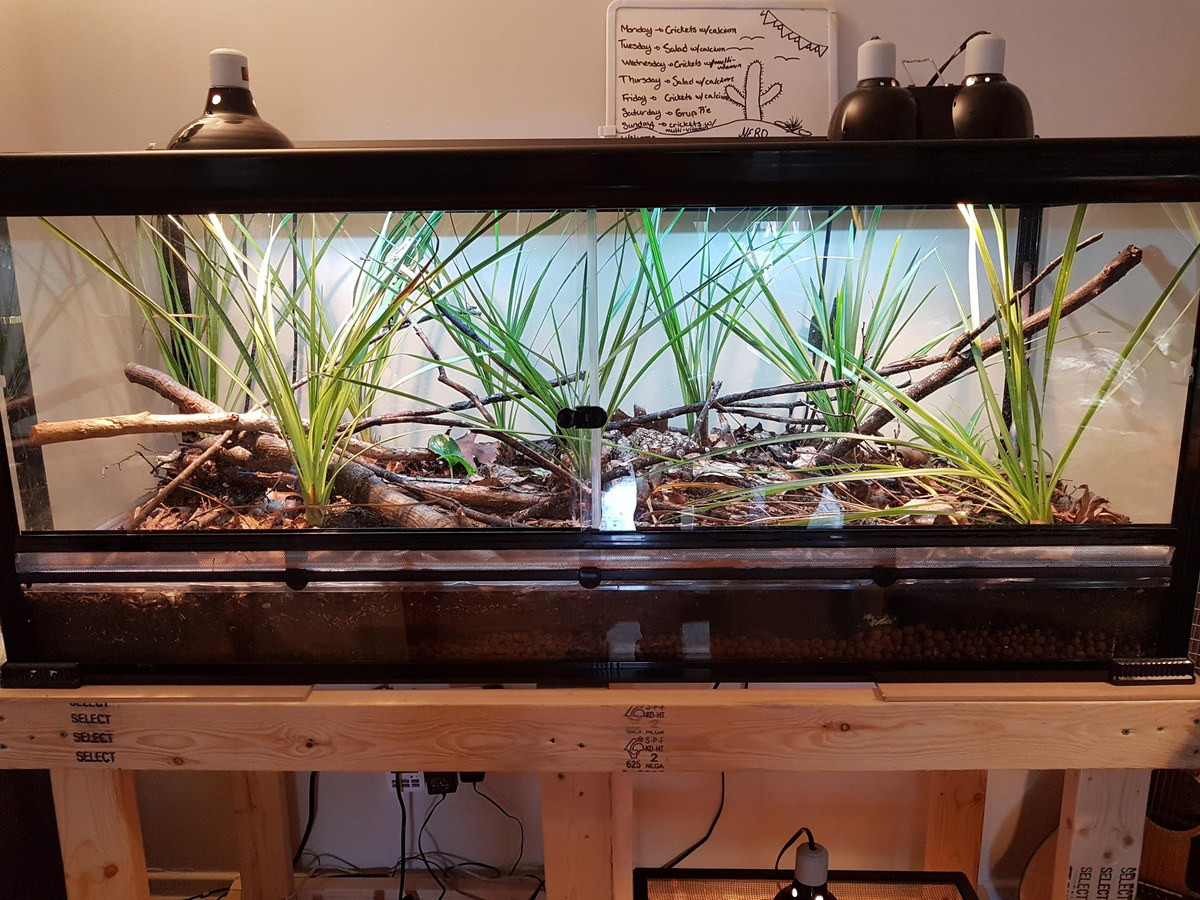 Bể nuôi liu điu tiêu chuẩn phải có kích thước lớn, trồng nhiều cây bụi để con vật vận động, leo trèo thoải mái và có hệ thống sưởi (ở khu vực ôn đới). Ảnh: Reddid.