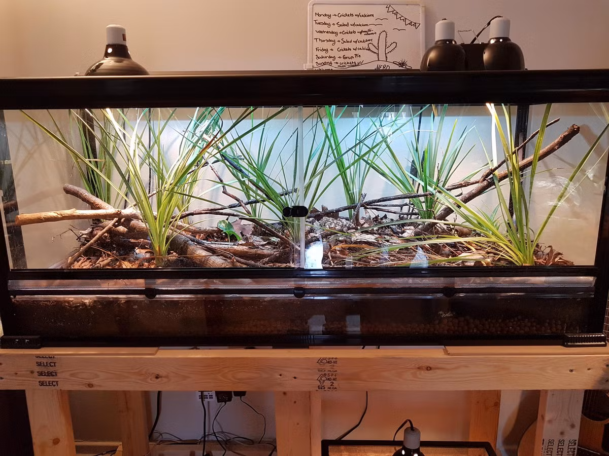 Bể nuôi liu điu tiêu chuẩn phải có kích thước lớn, trồng nhiều cây bụi để con vật vận động, leo trèo thoải mái và có hệ thống sưởi (ở khu vực ôn đới). Ảnh: Reddid.