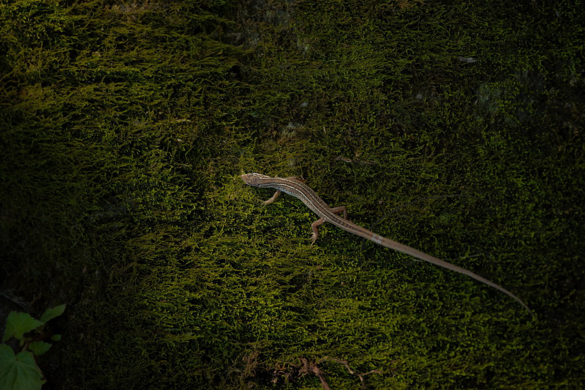 Trên thế giới, liu điu sinh sống ở Ấn Độ, Đông Nam Á và miền Nam Trung Quốc. Trong Sách Đỏ IUCN, chúng là loài thuộc diện "Ít quan tâm". Ảnh: Wildcreatures Hong Kong.