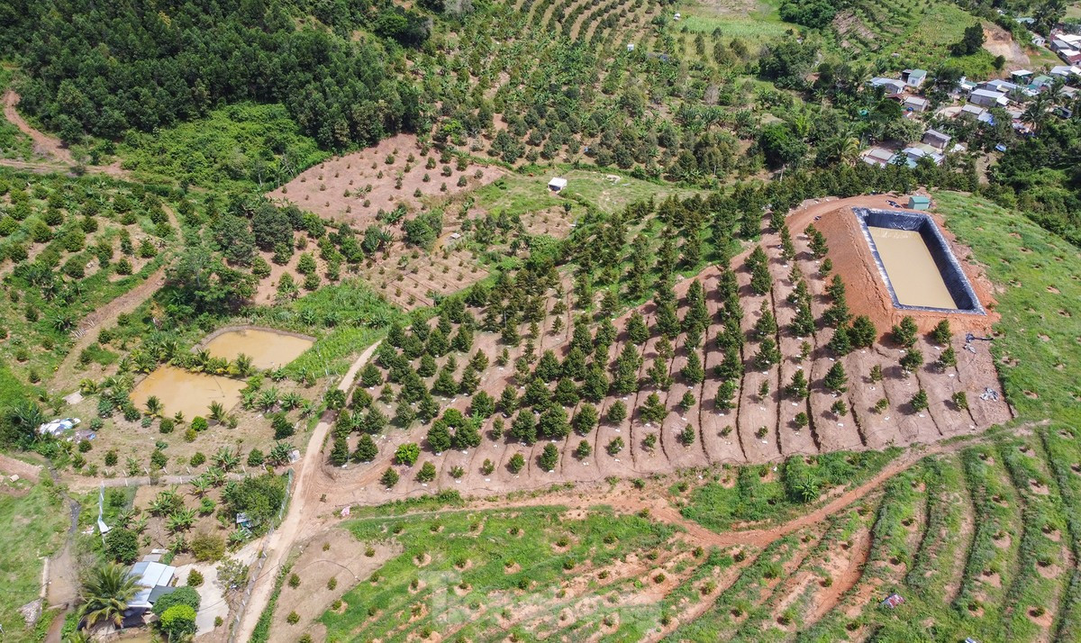 Ông Đinh Văn Dũng - Chủ tịch UBND huyện Khánh Sơn - khẳng định, sầu riêng là cây chủ lực giúp người nông dân huyện thoát nghèo bền vững từ nhiều năm nay. "Để giữ vững thương hiệu, thời gian qua huyện đã chỉ đạo các đơn vị liên quan đã đẩy mạnh tuyên truyền, tập huấn, hướng dẫn người dân về kỹ thuật trồng, chăm sóc và thu hoạch sầu riêng theo quy định. Ngoài xuất đi Trung Quốc sản phẩm sầu riêng Khánh Sơn đang hướng đến những thị trường khác để đa dạng thị trường tiêu thụ", ông Dũng cho biết.
