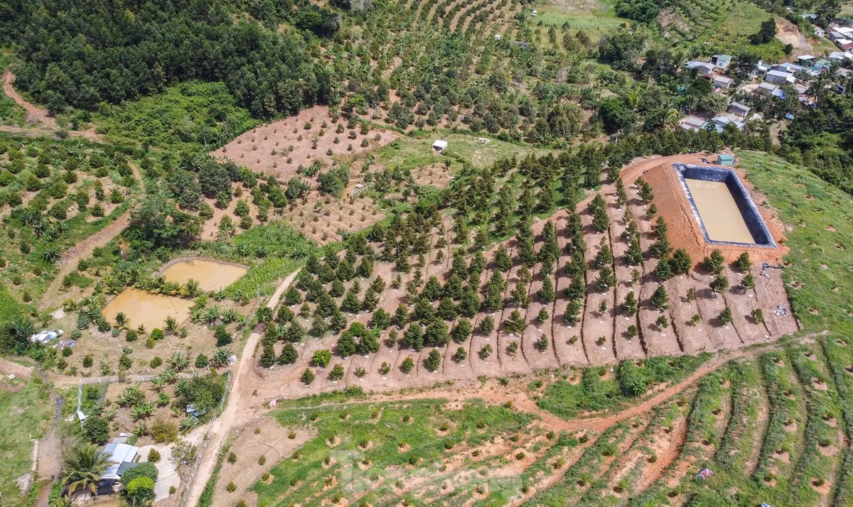 Ông Đinh Văn Dũng - Chủ tịch UBND huyện Khánh Sơn - khẳng định, sầu riêng là cây chủ lực giúp người nông dân huyện thoát nghèo bền vững từ nhiều năm nay. "Để giữ vững thương hiệu, thời gian qua huyện đã chỉ đạo các đơn vị liên quan đã đẩy mạnh tuyên truyền, tập huấn, hướng dẫn người dân về kỹ thuật trồng, chăm sóc và thu hoạch sầu riêng theo quy định. Ngoài xuất đi Trung Quốc sản phẩm sầu riêng Khánh Sơn đang hướng đến những thị trường khác để đa dạng thị trường tiêu thụ", ông Dũng cho biết.
