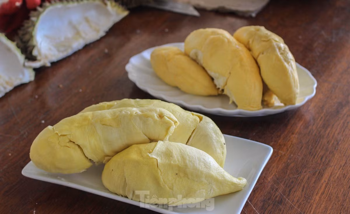 Do đặc điểm của khí hậu nên sầu riêng Khánh Sơn thu hoạch muộn hơn sầu riêng miền Tây và Đông Nam Bộ khoảng 1-2 tháng và sớm hơn Tây Nguyên 1 tháng. Điều này giúp cho sản phẩm sầu riêng của nơi này càng thêm đặc biệt. Sản phẩm trái sầu riêng của Khánh Sơn hiện không chỉ tiêu thụ trong nước mà còn xuất khẩu đi Trung Quốc, Mỹ, Singapore...