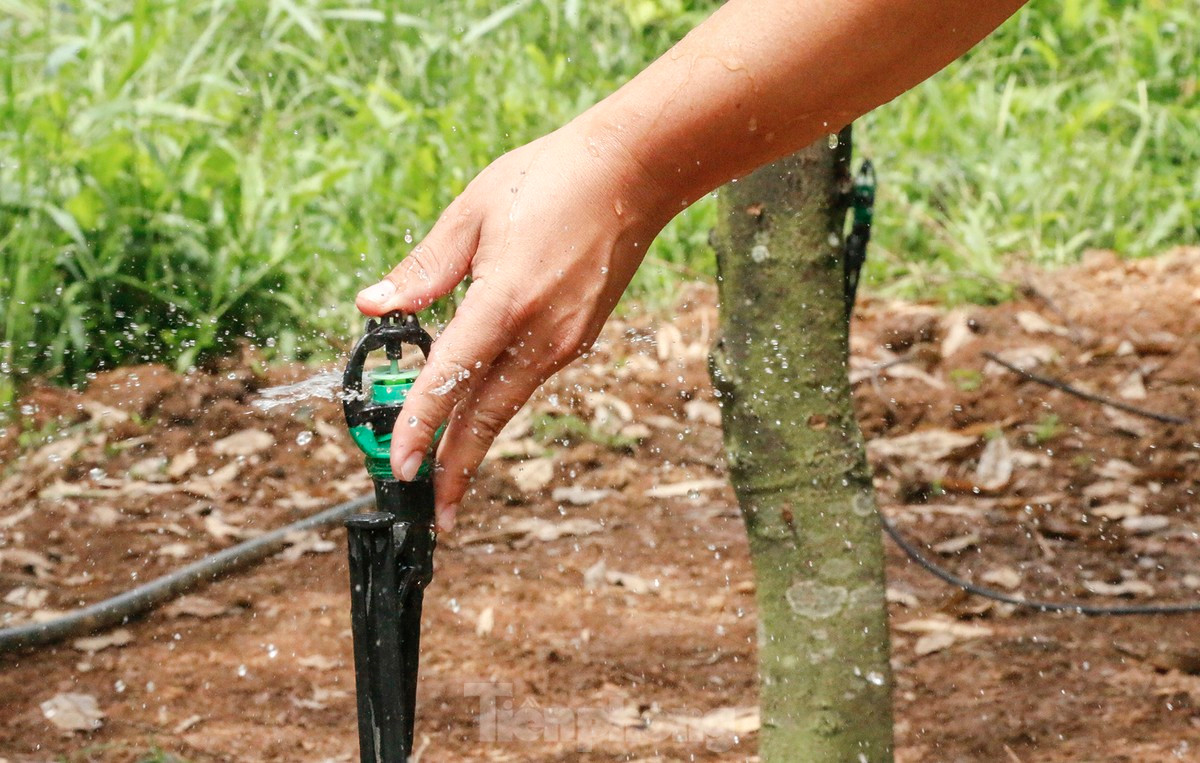 "Sầu riêng muốn sạch bắt buộc phải áp dụng khoa học, kỹ thuật vào quá trình trồng, chăm sóc. Điều này không chỉ giúp tiết kiệm công sức, tăng năng suất mà còn đảm bảo sản phẩm sầu riêng Khánh Sơn ngon hơn, phát triển bền vững hơn", ông Lương Văn Quyết - Phó chủ tịch Hội Nông dân huyện Khánh Sơn, nói.