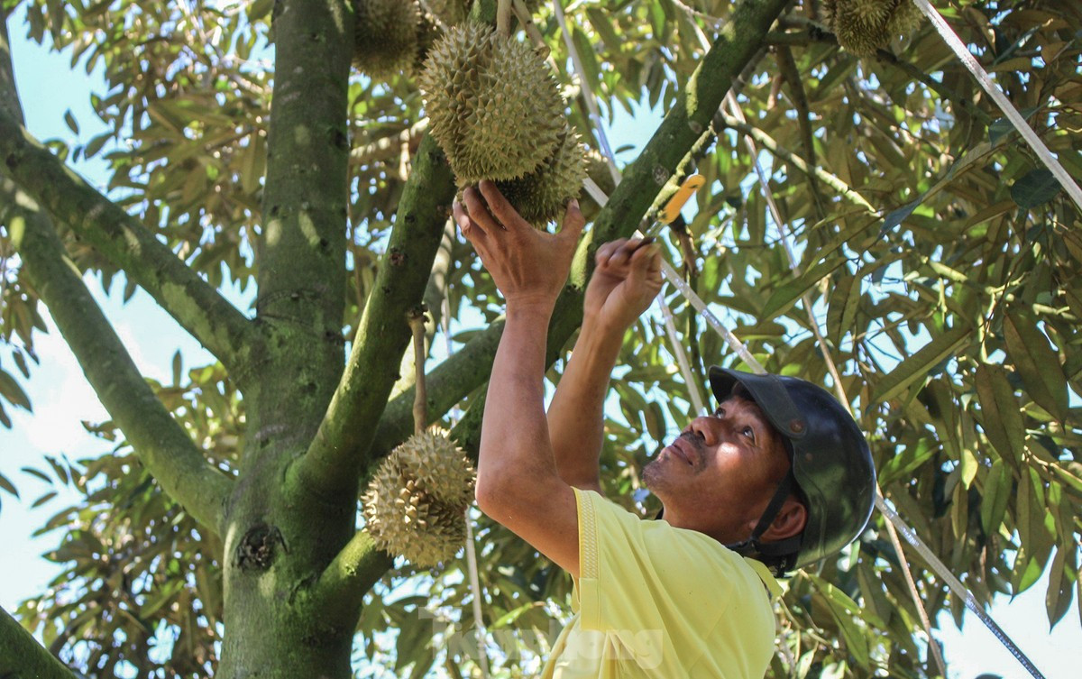Từ năm 2012, sầu riêng Khánh Sơn đã được Cục Sở hữu trí tuệ cấp văn bằng bảo hộ - chủ sở hữu là UBND huyện Khánh Sơn. Năm 2019, sầu riêng tiếp tục được Tổng Hội NN&amp;PTNT bình chọn là Thương hiệu Vàng nông nghiệp Việt Nam.