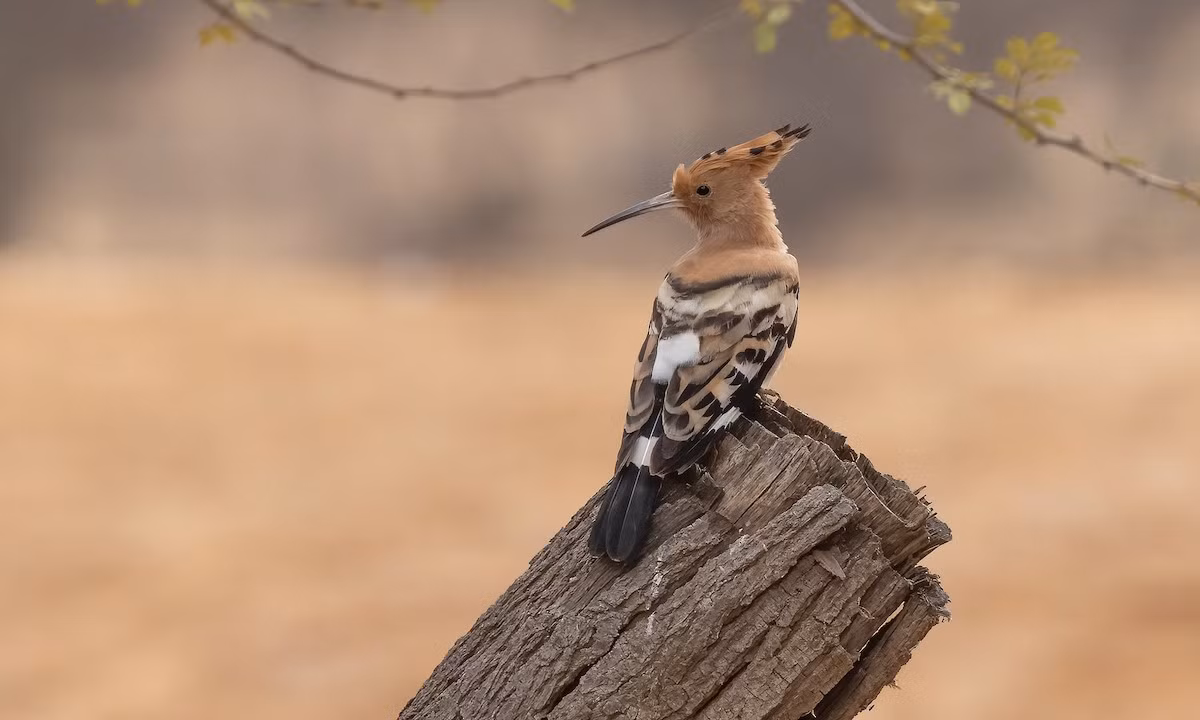 Trong tự nhiên, chim đầu rìu được ghi nhận ở các khu vực trống trải, bán sa mạc, cây bụi, rừng cây gỗ thưa, vườn, nơi canh tác, phân bố lên đến độ cao 1.550 mét. Chúng làm tổ trong hốc cây. Ảnh: eBird.