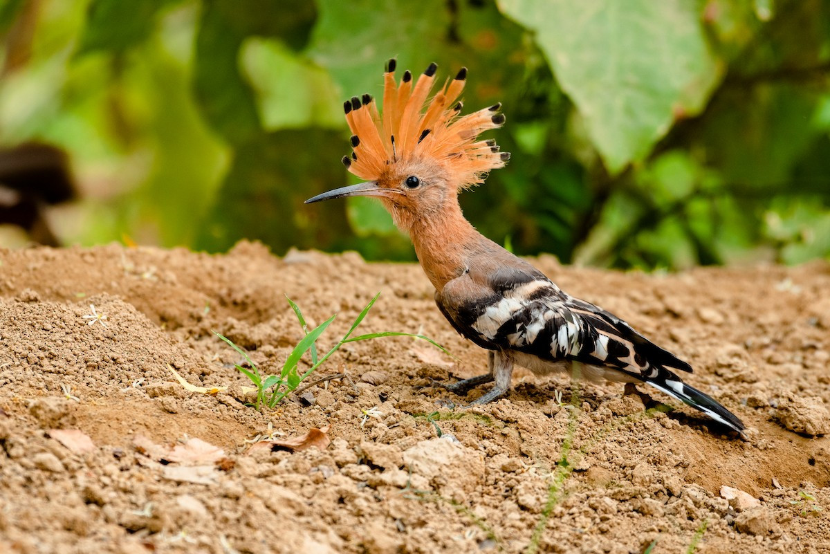 Tại Việt Nam, có thể bắt gặp chim đầu rìu dễ dàng tại các Vườn quốc gia Xuân Thủy, Khu bảo tồn thiên nhiên Tiền Hải, Nghĩa Hưng, Thái Thụy (trong mùa di cư). Ảnh: eBird.