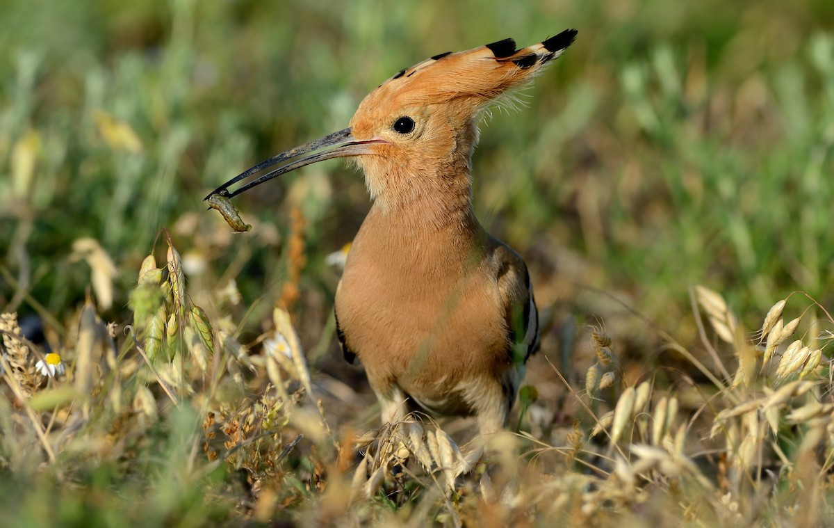 Đây là loài chim chung thủy một vợ một chồng. Chúng sinh sản từ tháng 1-5, chim mái thường đẻ 5-7 trứng mỗi lứa. Thời gian ấp trứng 15 đến 18 ngày. Trong thời gian đó con trống tìm mồi cho con mái ăn. Ảnh: eBird.