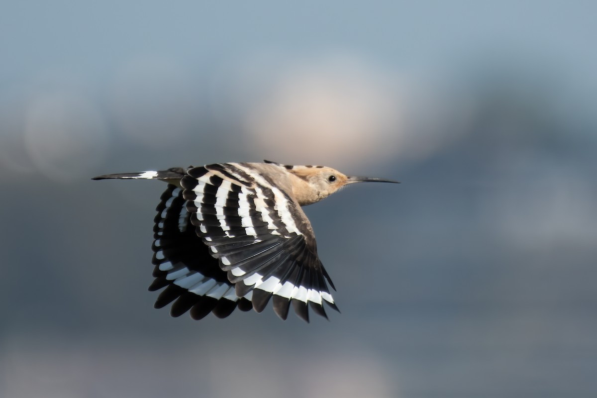 Có 6 phân loài của chim đầu rìu đã được ghi nhận, trong đó phân loài ở Việt Nam là Upupa epops longirostris - có phạm vi cư trú từ Đông Bắc Ấn Độ đến bắc bán đảo Mã Lao, Đông Dương và Nam Trung Quốc. Ảnh: eBird.