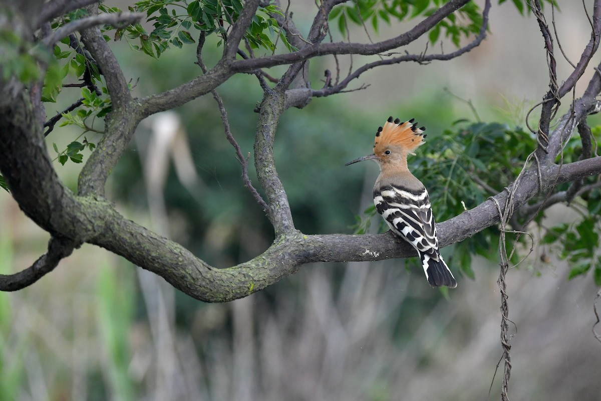 Trên thế giới, chim đầu rìu phân bố rất rộng, với phạm phi bao phủ châu Âu, châu Á và Bắc Phi. Ảnh: eBird.