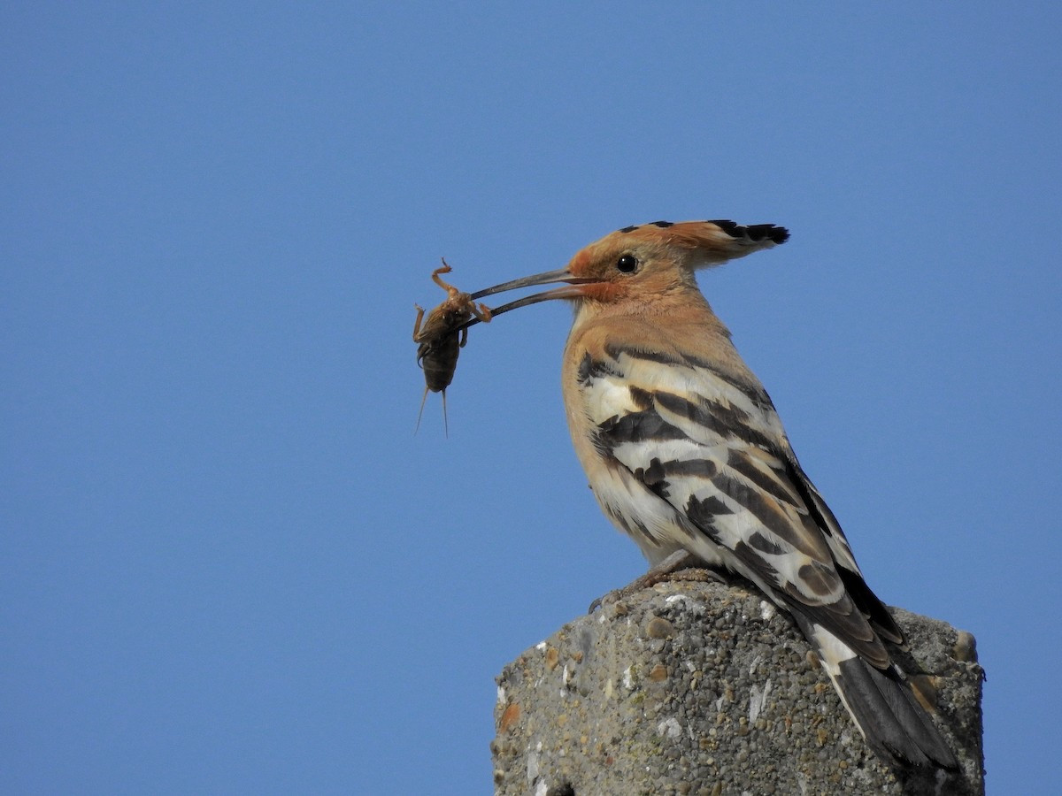 Chế độ ăn của chim đầu rìu chủ yếu bao gồm côn trùng, được tìm bới trên mặt đất bằng cái mỏ dài. Đôi khi chúng cũng ăn các loài bò sát nhỏ, ếch và thực vật như hạt, quả mọng. Ảnh: eBird.