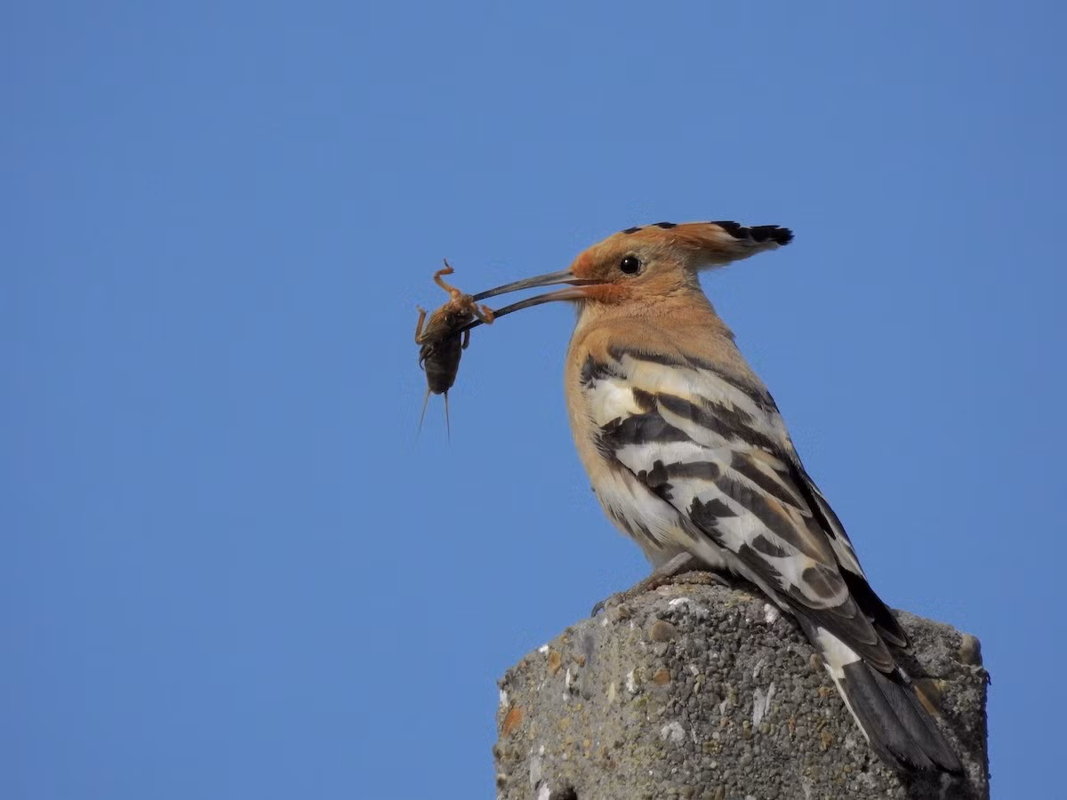 Chế độ ăn của chim đầu rìu chủ yếu bao gồm côn trùng, được tìm bới trên mặt đất bằng cái mỏ dài. Đôi khi chúng cũng ăn các loài bò sát nhỏ, ếch và thực vật như hạt, quả mọng. Ảnh: eBird.