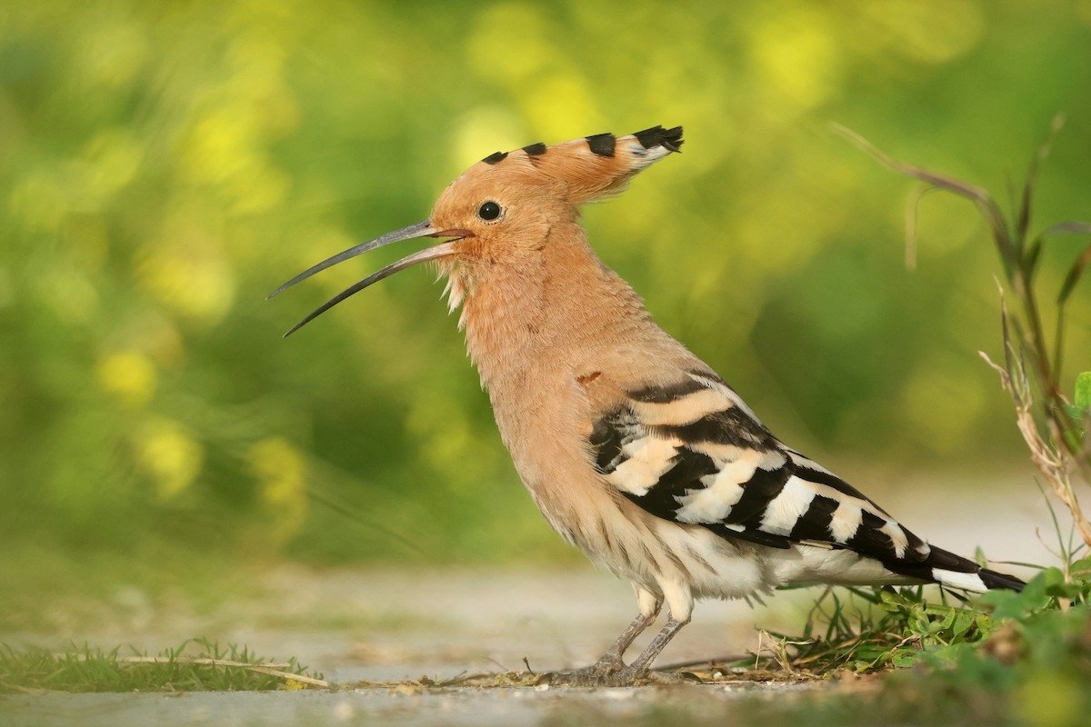 Có tính lãnh thổ cao, các con trống thường phát ra tiếng kêu để khẳng định chủ quyền khu vực mình sống. Các cuộc rượt đuổi và đánh nhau bằng mỏ thường xảy ra, có thể rất tàn bạo, dẫn đến mù mắt. Ảnh: eBird.