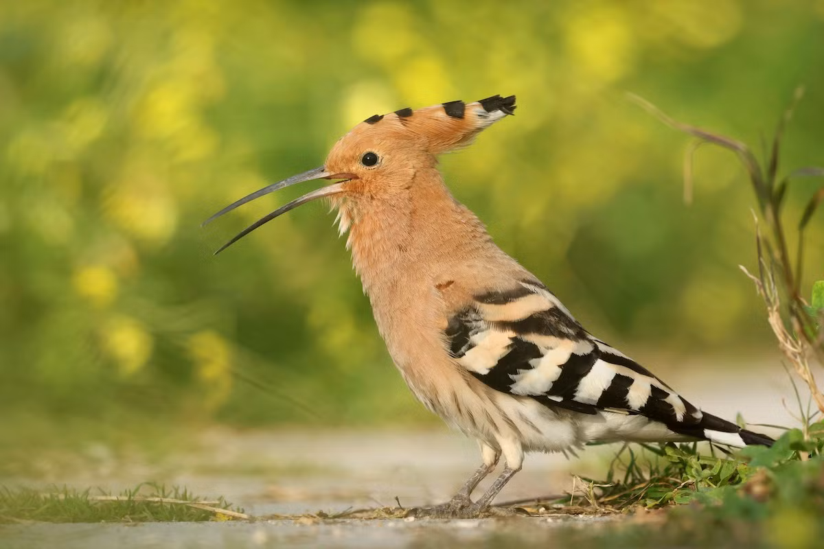 Có tính lãnh thổ cao, các con trống thường phát ra tiếng kêu để khẳng định chủ quyền khu vực mình sống. Các cuộc rượt đuổi và đánh nhau bằng mỏ thường xảy ra, có thể rất tàn bạo, dẫn đến mù mắt. Ảnh: eBird.
