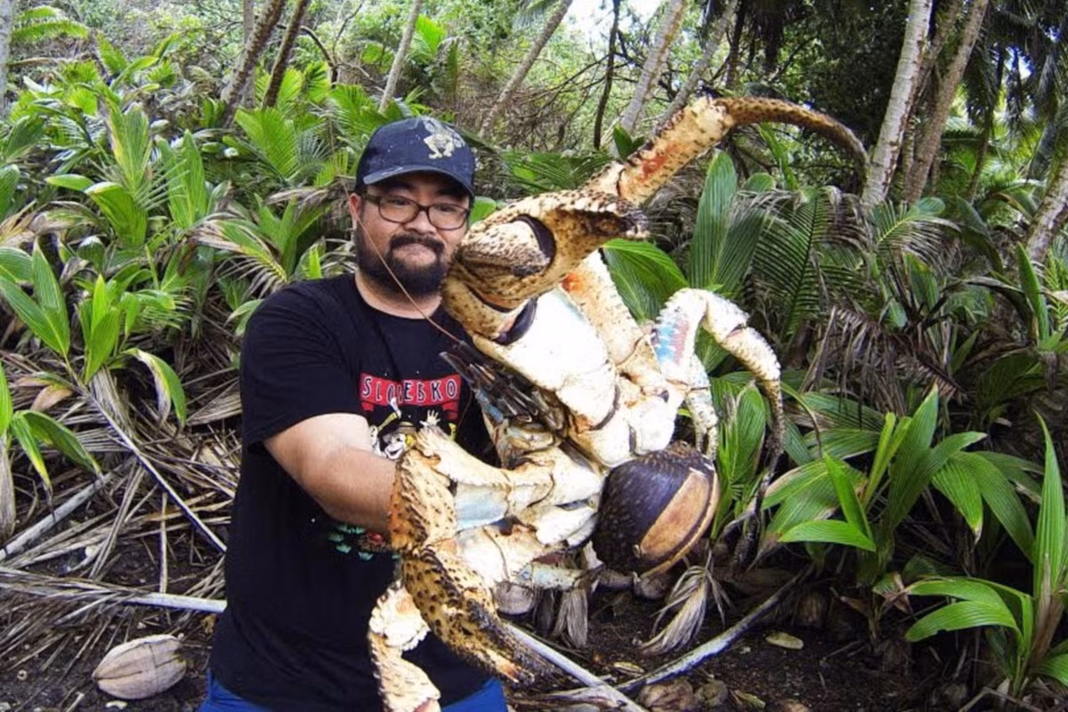 Trong sách đỏ IUCN, cua dừa được xếp vào danh sách các loài Sắp nguy cấp. Chúng được pháp luật bảo vệ trong một số khu vực phân bố của mình. Ảnh: Daily Mail.