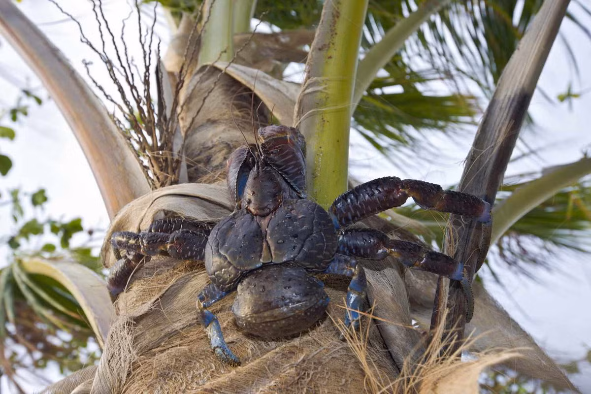 Loài giáp xác khổng lồ này nổi tiếng với biệt tài leo lên cây dừa và ăn quả dừa bằng cách bổ vỏ và ăn cùi dừa. Tuy nhiên, dừa không phải là một thành phần quan trọng trong chế độ ăn uống của cua dừa. Ảnh: Treehugger.