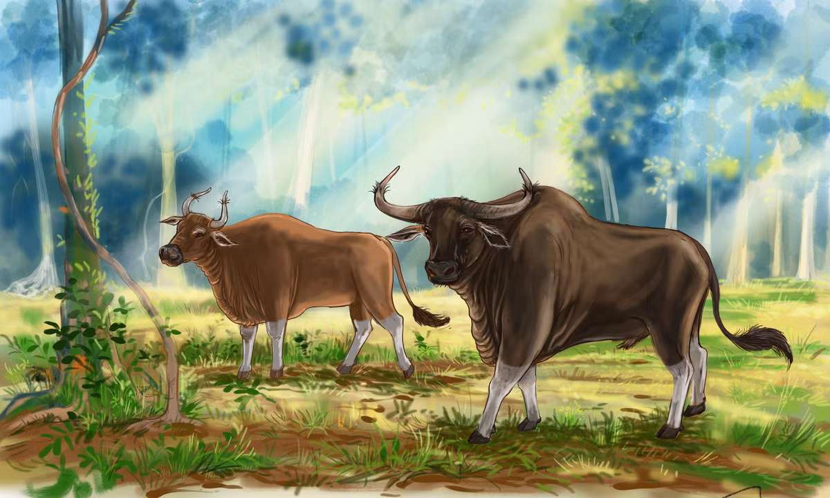 Bò xám (Bos sauveli). Kích thước: Dài 2 - 2,2 mét, nặng 700 - 900 kg. Khu vực phân bố: Từng ghi nhận sự hiện diện ở Kon Tum, Đắk Lắk, Bình Phước, từ năm 1995 đến nay không còn thông tin gì về loài này, có thể đã bị tuyệt chủng ở Việt Nam. Tình trạng bảo tồn trong Sách Đỏ IUCN: Cực kỳ nguy cấp. Ảnh: Southeast Asia Globe.