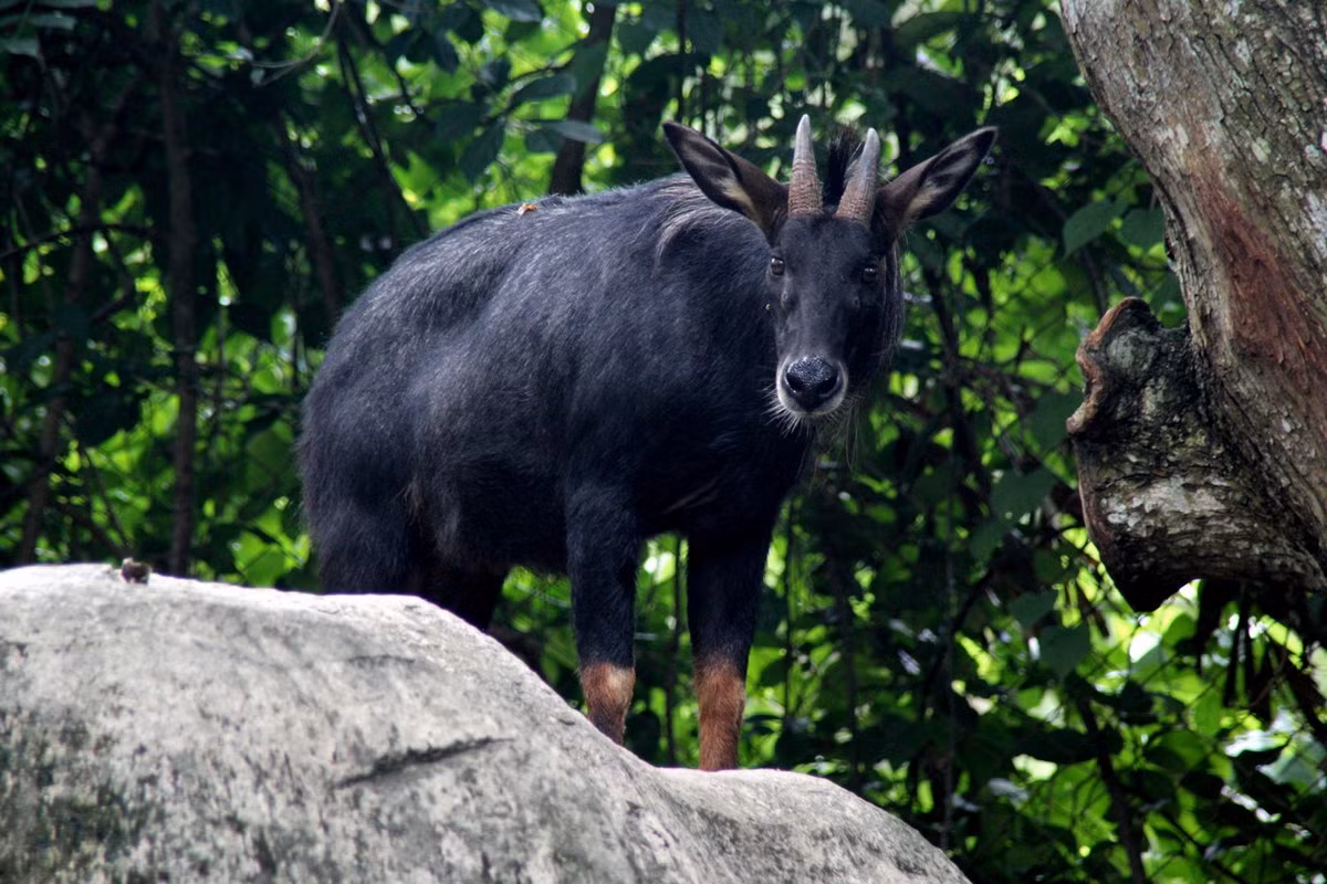 Sơn dương (Capricornis milneedwardsii). Kích thước: Dài 1,4 - 1,8 mét, nặng 120-150 kg. Khu vực phân bố: Sơn La, Cao Bằng, Lai Châu, Lạng Sơn, Hòa Bình, Quảng Ninh, Hải Phòng, Thanh Hóa, Nghệ An, Hà Tĩnh, Quảng Bình, Quảng Trị, Thừa Thiên Huế, Quảng Nam, Kon Tum, Gia Lai, Đắk Lắk, Lâm Đồng. Tình trạng bảo tồn trong Sách Đỏ IUCN: Sắp nguy cấp. Ảnh: ZooChat.
