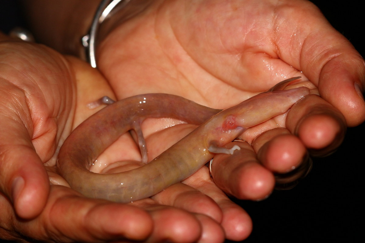 Trong Sách Đỏ IUCN, manh giông nằm trong danh mục các loài Sắp nguy cấp. Ảnh: iNaturalist.