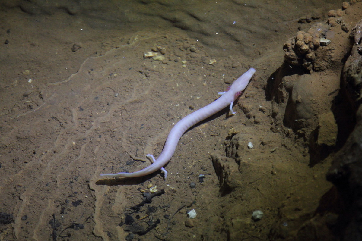 Là loài vật không cần ăn thường xuyên, Khi nguồn thức ăn trở nên khan hiếm, manh giông sẽ trao đổi chất chậm lại. Một con manh giông có thể tồn tại tới 10 năm chỉ với một bữa ăn đầy đủ. Ảnh: Animalids.