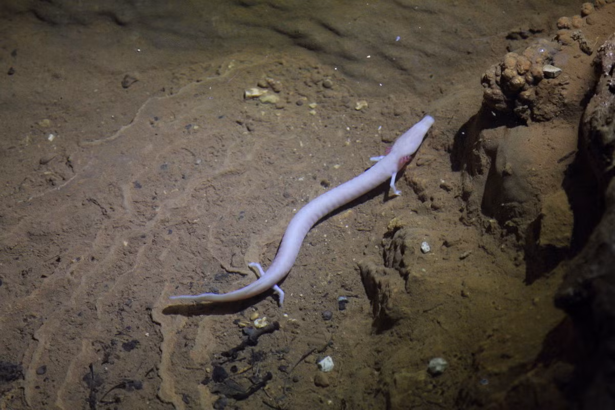 Là loài vật không cần ăn thường xuyên, Khi nguồn thức ăn trở nên khan hiếm, manh giông sẽ trao đổi chất chậm lại. Một con manh giông có thể tồn tại tới 10 năm chỉ với một bữa ăn đầy đủ. Ảnh: Animalids.