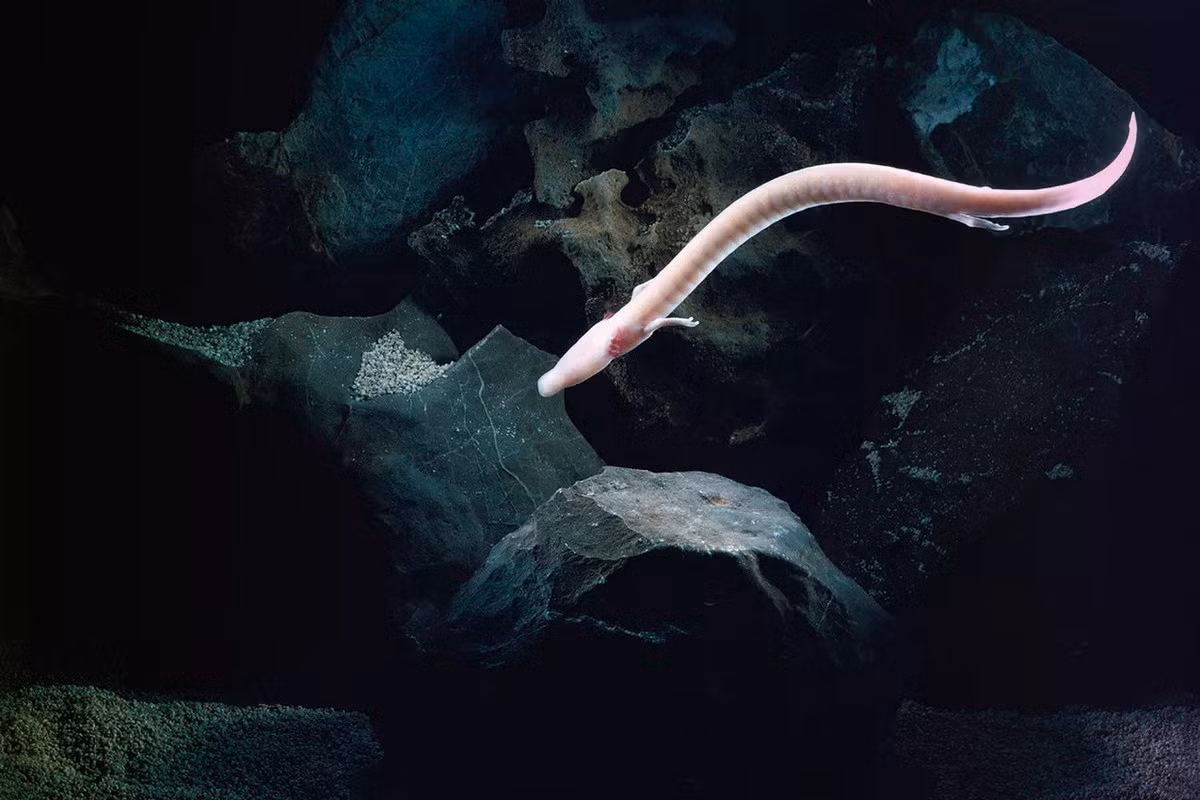 Là loài động vật đặc hữu trong các hang động tại dãy Dinaric Alps ở miền Trung và Đông Nam châu Âu, manh giông (Proteus anguinus) khiến giới khoa học quan tâm vì mang nhiều đặc điểm sinh học vô cùng kỳ lạ. Ảnh: 3 Seas Europe.