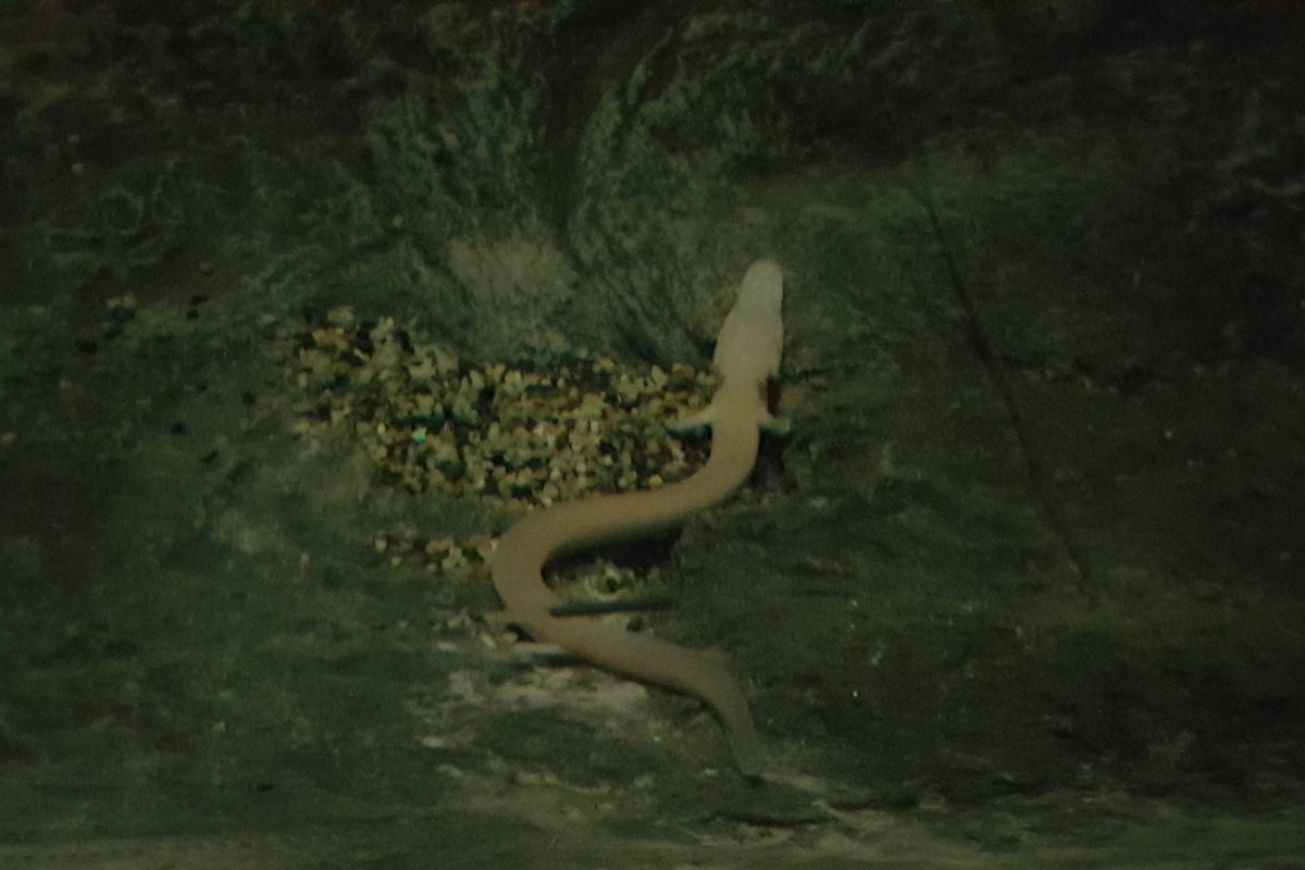 Do sống trong hang tối, nơi không có các động vật săn mồi lớn, manh giông không cần trốn chạy hay ẩn nấp. Chúng thường nằm yên một chỗ trong nhiều ngày và di chuyển không quá phạm vi 1 mét trong 1 năm. Ảnh: ZooChat.