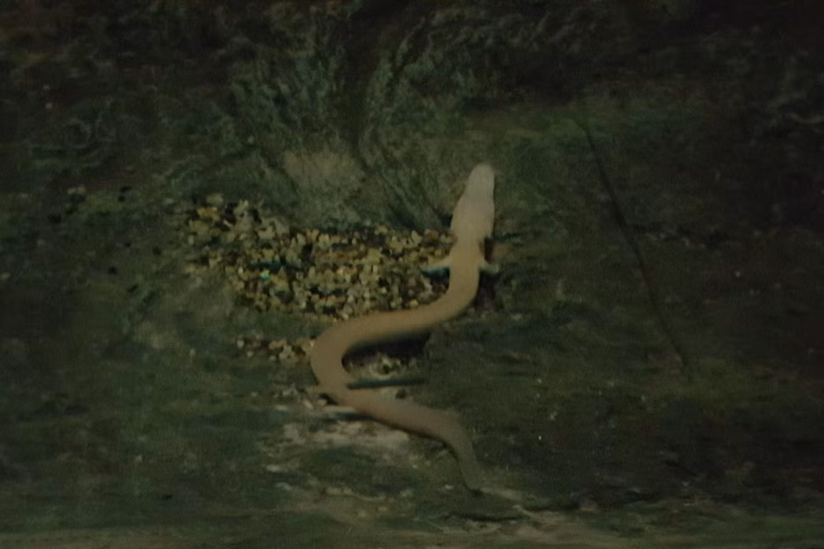 Do sống trong hang tối, nơi không có các động vật săn mồi lớn, manh giông không cần trốn chạy hay ẩn nấp. Chúng thường nằm yên một chỗ trong nhiều ngày và di chuyển không quá phạm vi 1 mét trong 1 năm. Ảnh: ZooChat.