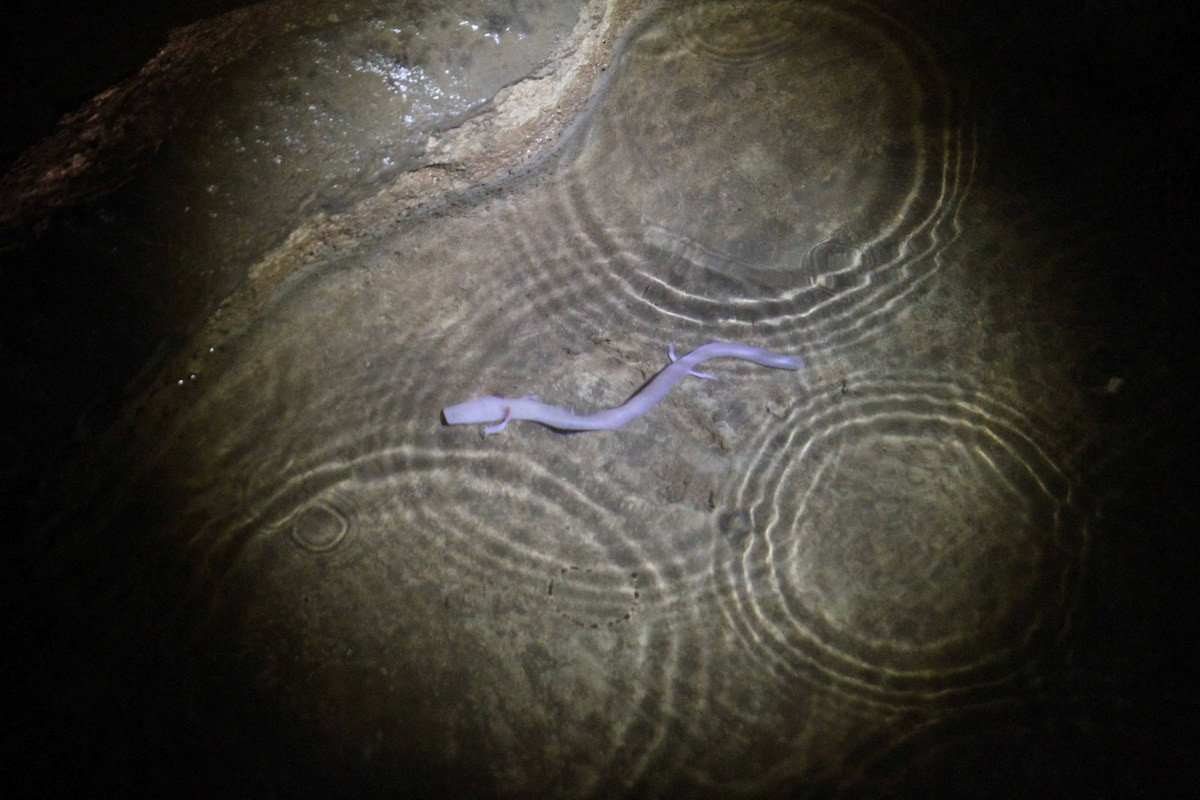 Theo các nhà khoa học, tần suất sinh sản thấp cùng điều kiện sống đặc biệt khiến manh giông là loài vật rất dễ bị tổn thương trước sự thay đổi của môi trường. Các hoạt động của con người là mối đe dọa chính của loài lưỡng cư này. Ảnh: DrPantaleon.