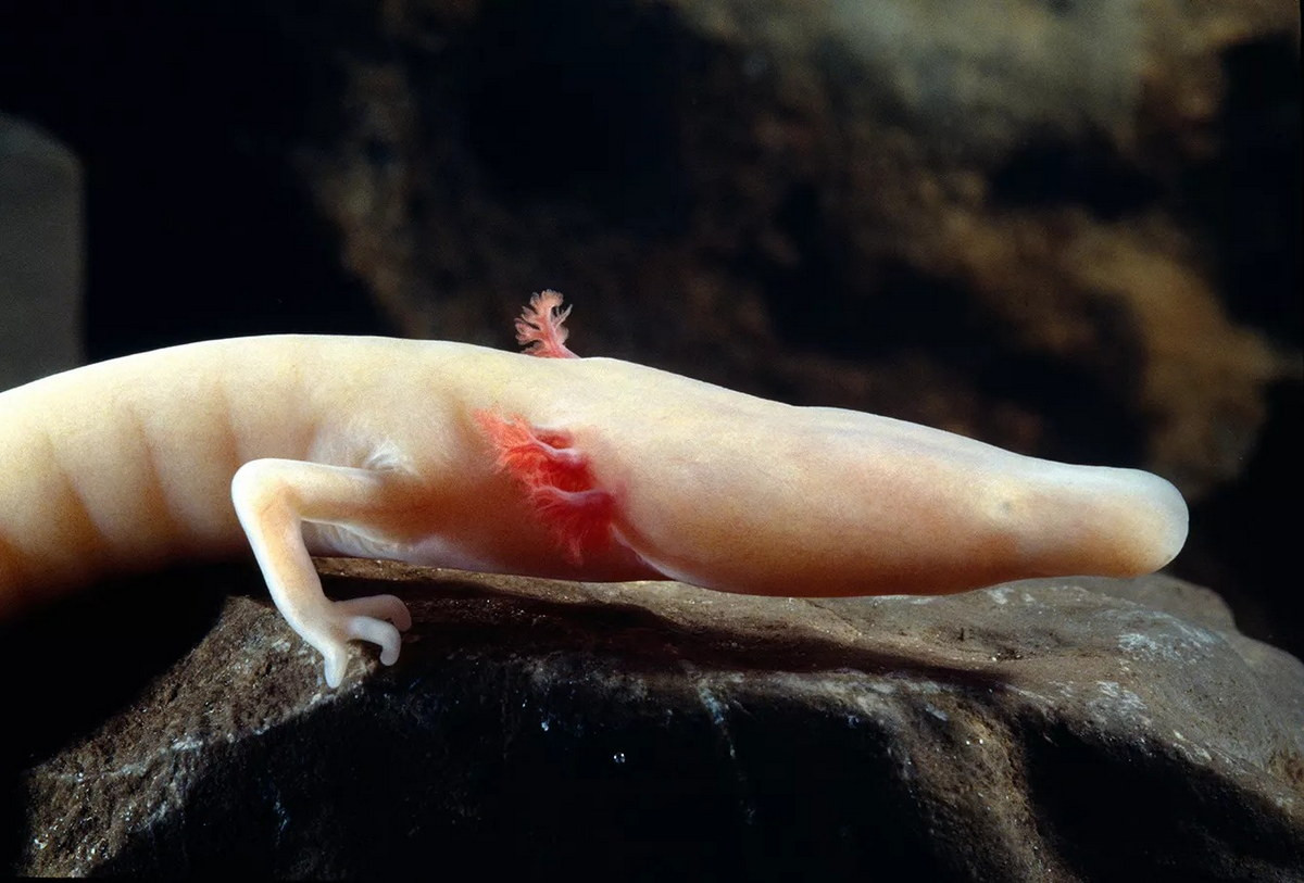 Con trưởng thành vẫn mang các đặc điểm khi còn là ấu trùng, điển hình là có mang ngoài, tương tự loài axololt, còn gọi là kỳ giông Mexico (Ambystoma mexicanum). Ảnh: 3 Seas Europe.