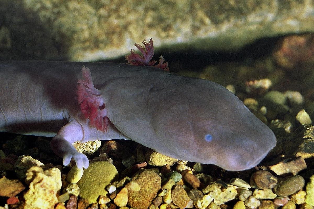 So với manh giông thường, manh giông đen có da sẫm màu, đầu và các chi ngắn hơn, cơ thể nhiều đốt sống hơn, mắt gần như phát triển bình thường, các cơ quan khác ít nhạy cảm hơn. Ảnh: Crni-moceril.si.