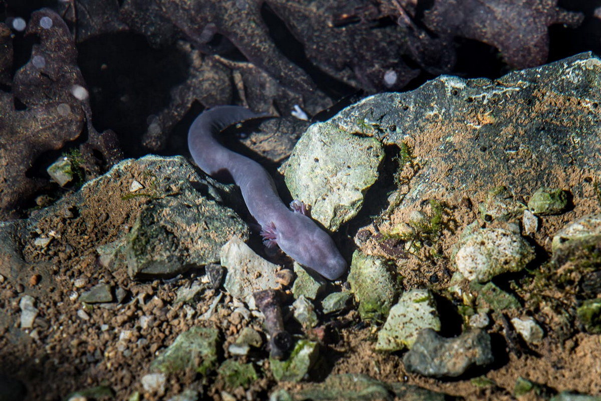 Vào năm 1986, một phân loài của manh giông đã được tìm thấy ở vùng nước ngầm gần Črnomelj, Slovenia, đó là manh giông đen (Proteus anguinus parkelj). Đây là một phát hiện khoa học chấn động thời điểm đó. Ảnh: Earth Touch News.