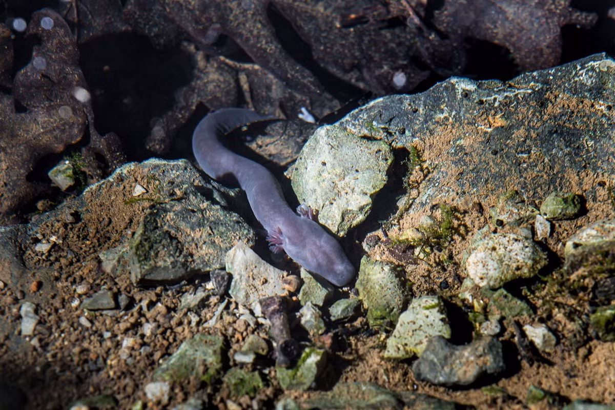 Vào năm 1986, một phân loài của manh giông đã được tìm thấy ở vùng nước ngầm gần Črnomelj, Slovenia, đó là manh giông đen (Proteus anguinus parkelj). Đây là một phát hiện khoa học chấn động thời điểm đó. Ảnh: Earth Touch News.