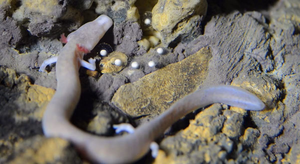 Lối sống "chậm" của manh giông dẫn đến việc loài vật này chỉ chịu đi tìm bạn tình để giao phối khoảng 12,5 năm một lần, tuổi thọ của chúng đạt đến 100 năm, một kỷ lục trong thế giới lưỡng cư. Ảnh: Postojna Cave Park.