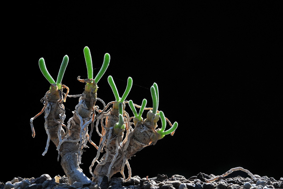 Loài cây này được biết đến với vẻ ngoài rất độc đáo, với thân và cành mập tròn, mỗi đầu cành có một cụm lá với hai mảng lá nhô lên trông giống hệt hai chiếc tai thỏ màu màu xanh. Ảnh: Massonia.