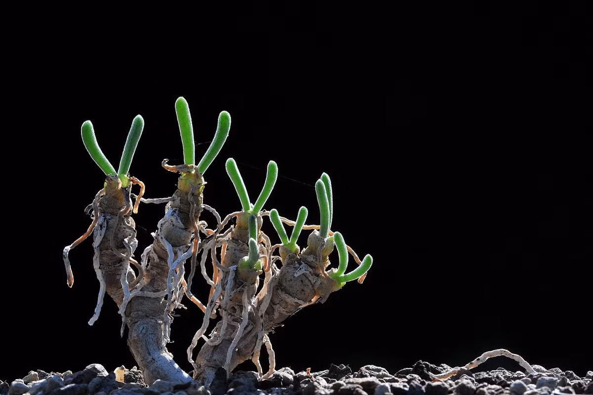 Loài cây này được biết đến với vẻ ngoài rất độc đáo, với thân và cành mập tròn, mỗi đầu cành có một cụm lá với hai mảng lá nhô lên trông giống hệt hai chiếc tai thỏ màu màu xanh. Ảnh: Massonia.