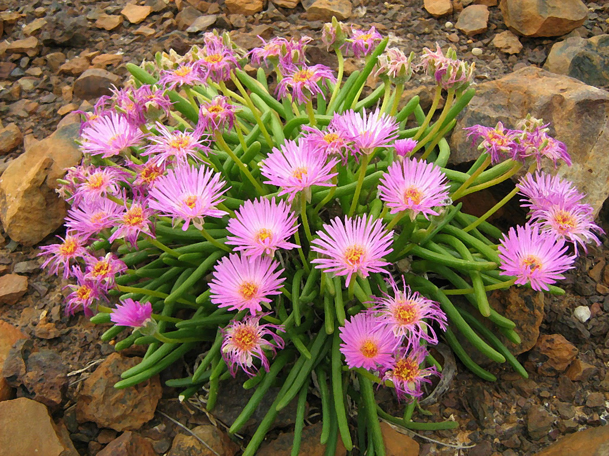 Ngoài những chiếc "tai thỏ" ngộ nghĩnh, cây tai thỏ còn là loài cây có hoa đẹp. Khi mùa hoa đến, chúng trở nên nổi bật với những bông hoa màu trắng hoặc tím. Ảnh: World of Succulents.