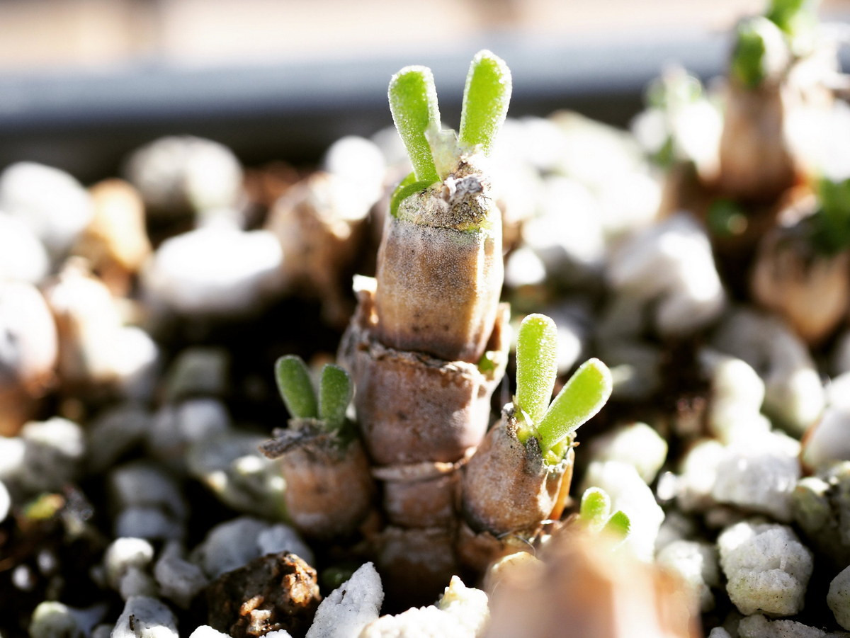 Trong tự nhiên, cây tai thỏ mọc trên các vùng đất cát khô cằn. Điều kiện khắc nghiệt này đã tạo nên khả năng thích nghi độc đáo của loài cây hình chú thỏ. Ảnh: Etsy.