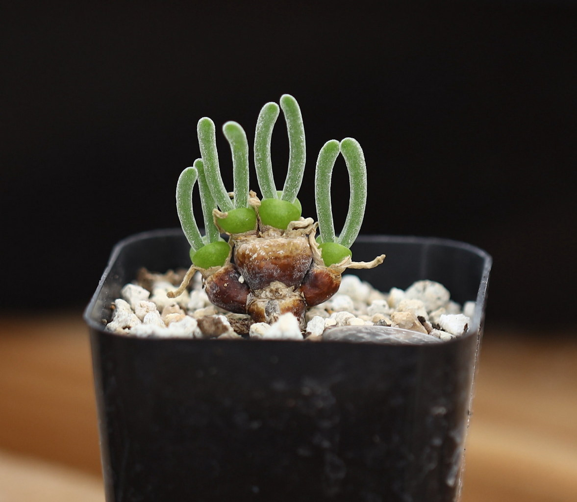 Vào năm 2017, cây tai thỏ đã trở thành một cơn sốt trên mạng Twitter khắp thế giới. Những hình ảnh ngộ nghĩnh của chúng đã được rất nhiều người chia sẻ và nhận về lượng tương tác khổng lồ. Ảnh: Etsy.