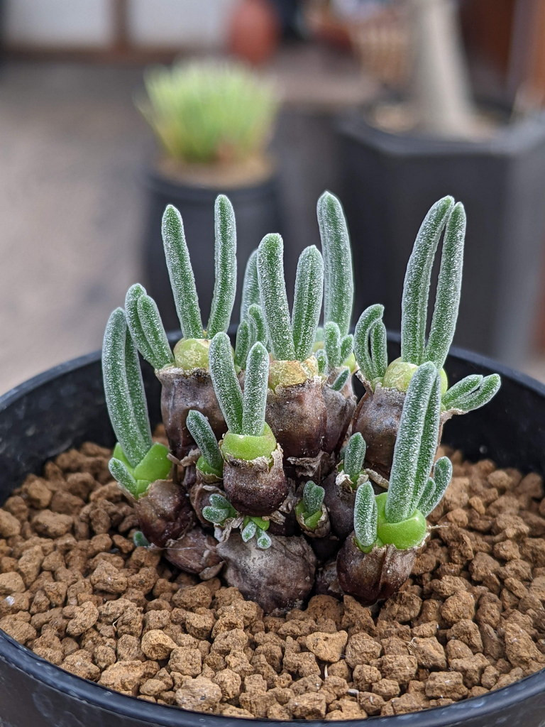 Những chiếc "tai thỏ" của chúng chính là bộ phận trữ nước, giúp cây có thể tồn tại được qua những khoảng thời gian khô hạn nhất. Ảnh: Heilsuver.is.